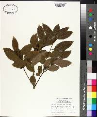 Berchemia scandens image