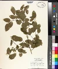 Berchemia scandens image