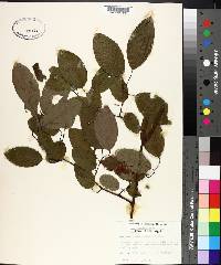 Berchemia scandens image