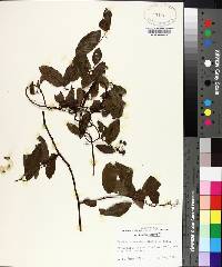 Berchemia scandens image