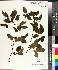 Berchemia scandens image