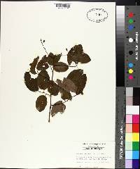 Berchemia scandens image