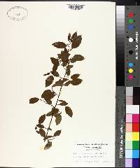 Berchemia scandens image