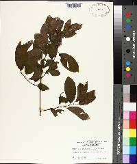 Berchemia scandens image