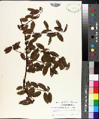 Berchemia scandens image