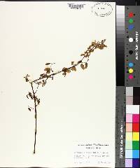 Berchemia scandens image