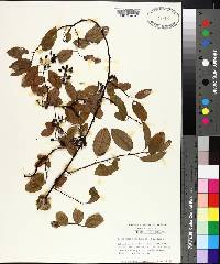 Berchemia scandens image