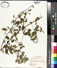 Berchemia scandens image