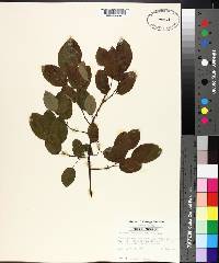 Berchemia scandens image