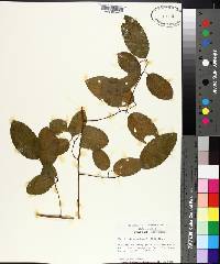 Berchemia scandens image