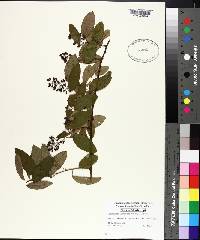 Berchemia scandens image