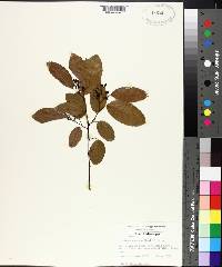 Berchemia scandens image