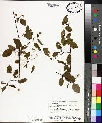 Berchemia scandens image