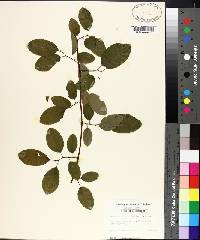 Berchemia scandens image