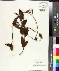 Berchemia scandens image