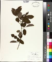 Berchemia scandens image