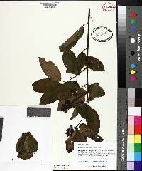 Berchemia scandens image