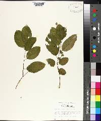 Berchemia scandens image