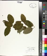 Berchemia scandens image