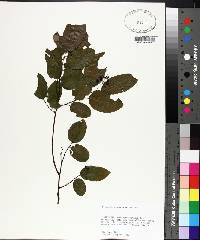 Berchemia scandens image