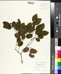 Berchemia scandens image