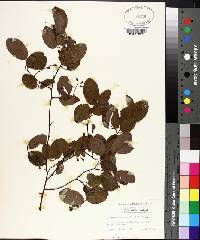 Berchemia scandens image