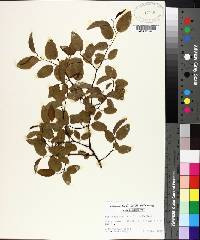 Berchemia scandens image