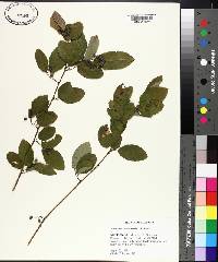 Berchemia scandens image