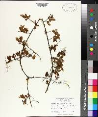 Sageretia minutiflora image