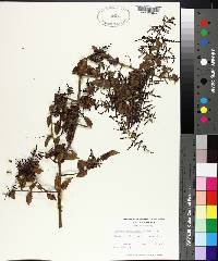 Sageretia minutiflora image