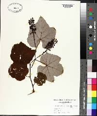 Vitis aestivalis var. argentifolia image