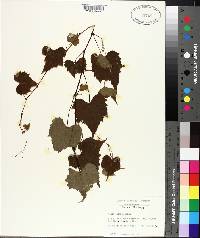 Vitis palmata image