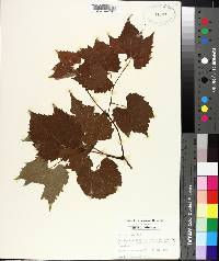 Vitis palmata image