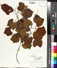 Vitis rotundifolia image