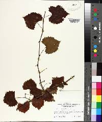 Vitis rotundifolia image