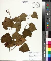 Vitis rotundifolia image