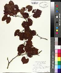 Vitis rotundifolia image