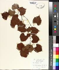 Vitis rotundifolia image