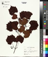 Vitis rotundifolia image