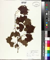 Vitis rotundifolia image