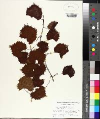 Vitis rotundifolia image