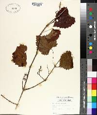 Vitis rotundifolia image