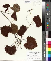 Vitis rotundifolia image