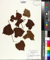 Vitis rotundifolia image