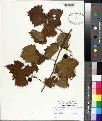 Vitis rotundifolia image