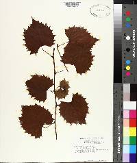 Vitis rotundifolia image