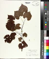 Vitis rotundifolia image