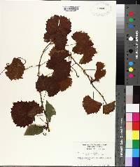 Vitis rotundifolia image