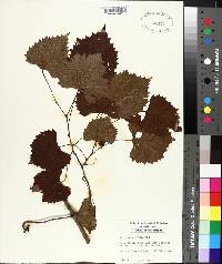 Vitis rotundifolia image