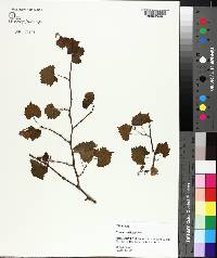 Vitis rotundifolia image